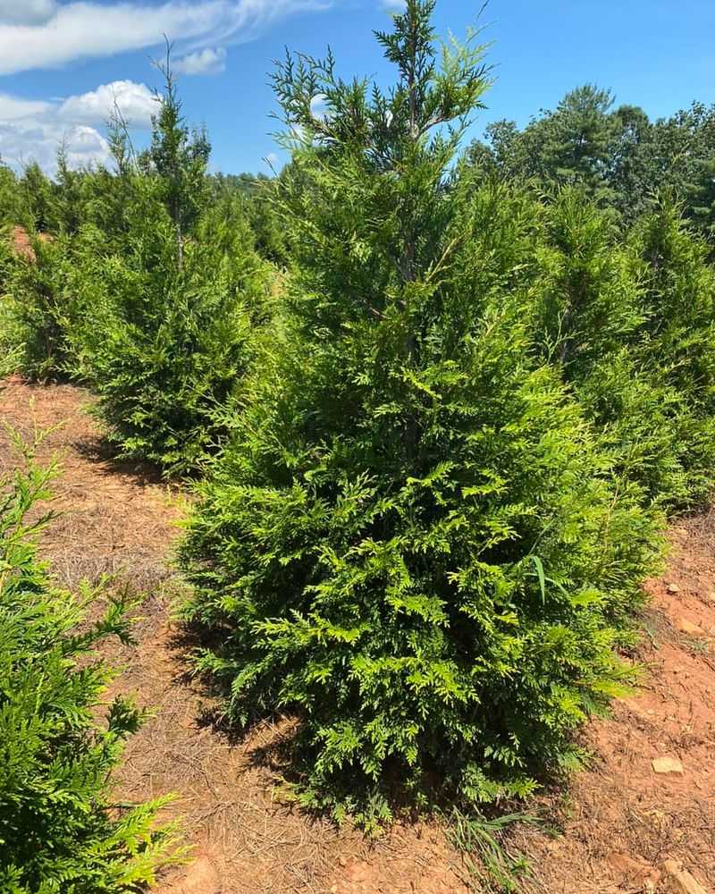 Growth Rate Comparison With Traditional Evergreens