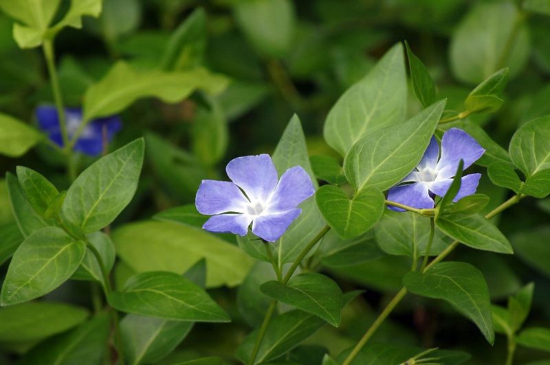 Periwinkle (Vinca)