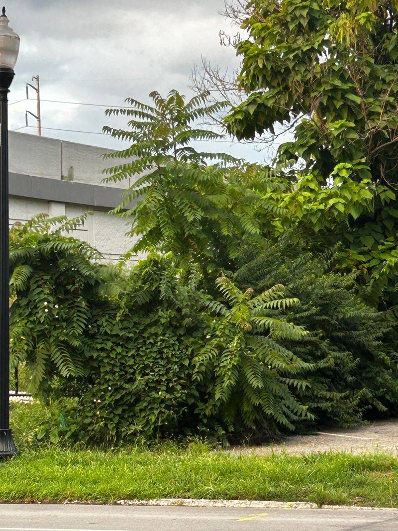 This Invasive Tree Outcompetes Native Maryland Species