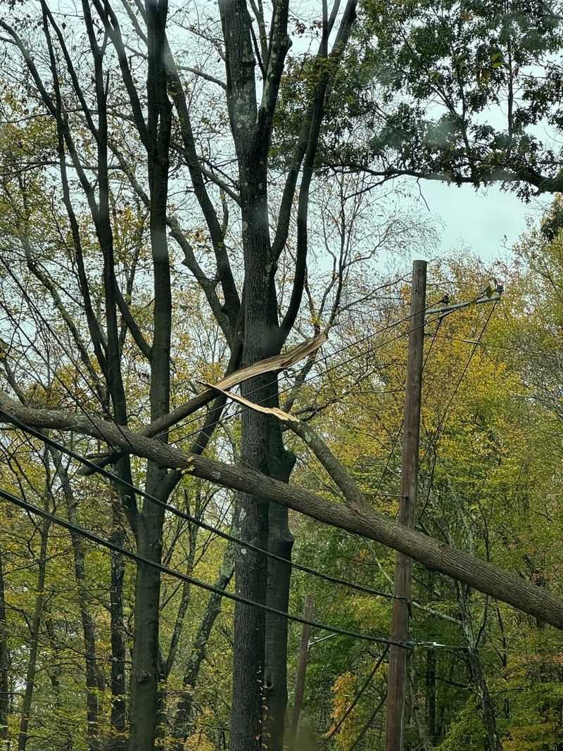 Hazardous Trees Near Power Lines