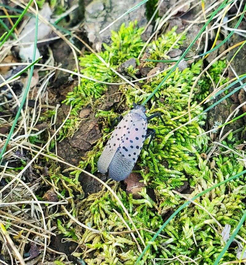 Control Efforts Become Nearly Impossible With This Tree Present