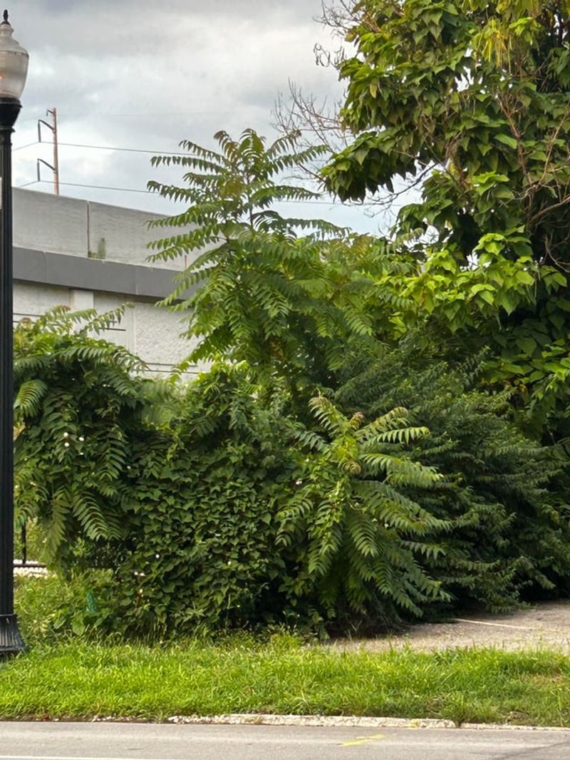 The Tree Releases Chemicals That Kill Other Plants