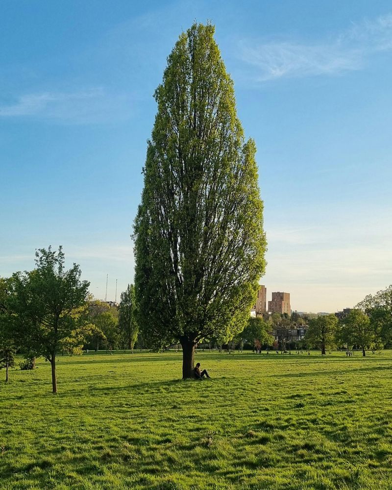 Lombardy Poplar
