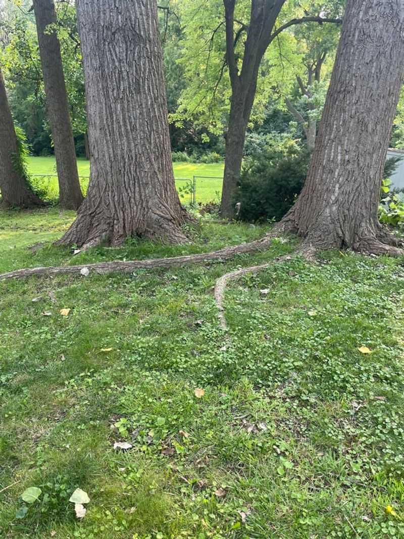 Dense Shade Blocks Sunlight