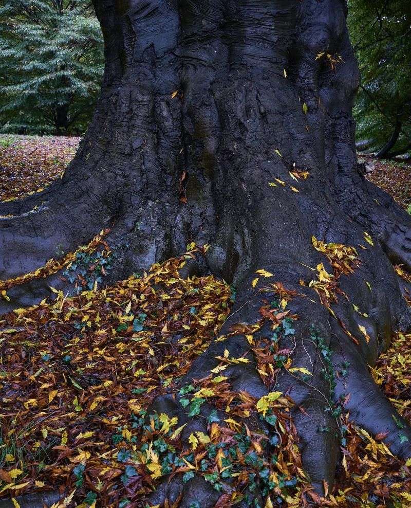 Soil Temperature Remaining Above Normal