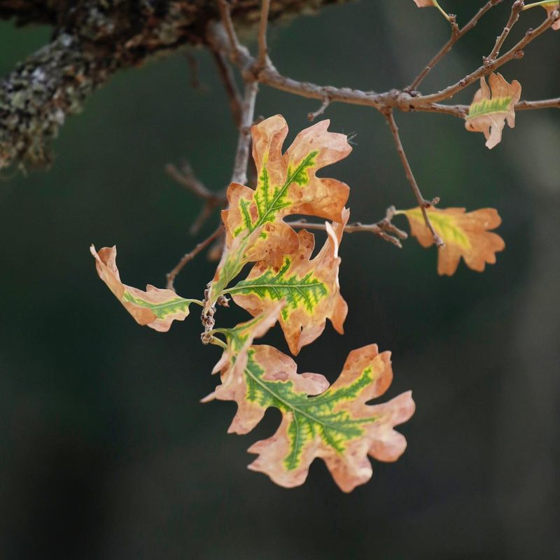 Your Oak Trees Reached Prime Age