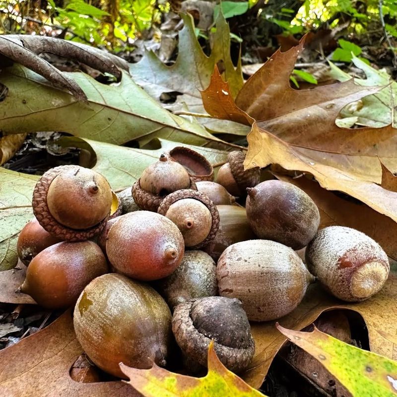 Synchronized Production Among Oak Species