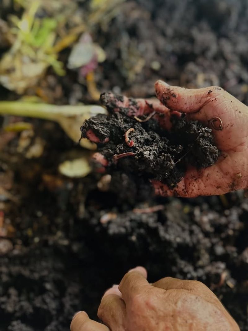 Nutrient-Rich Soil Conditions