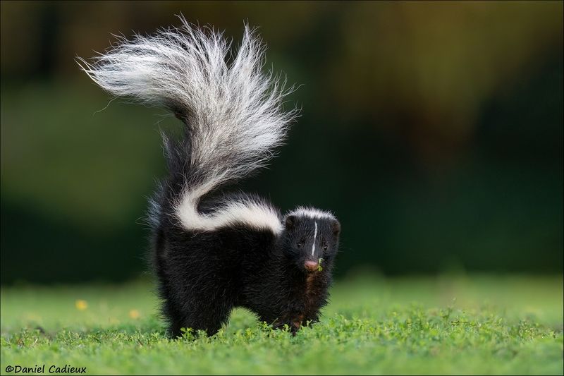 Striped Skunk