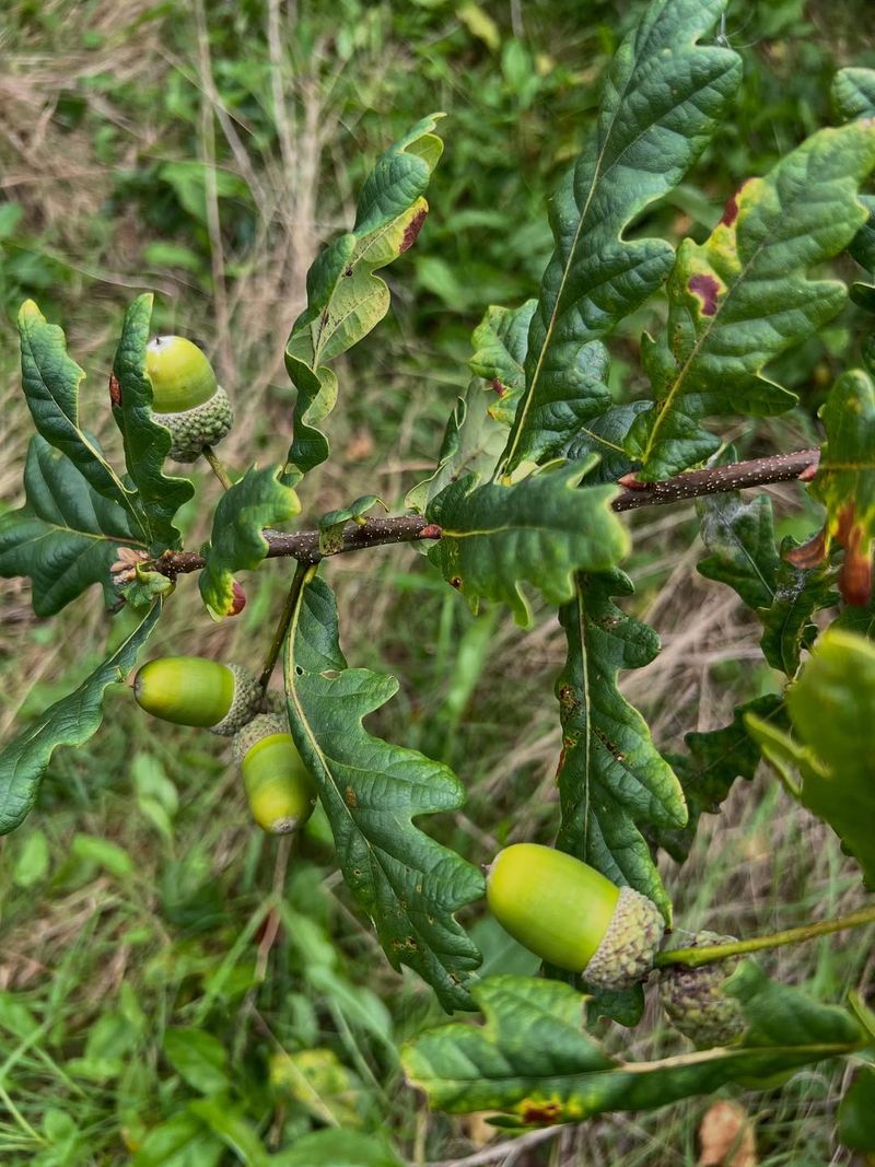 Energy Storage Cycles