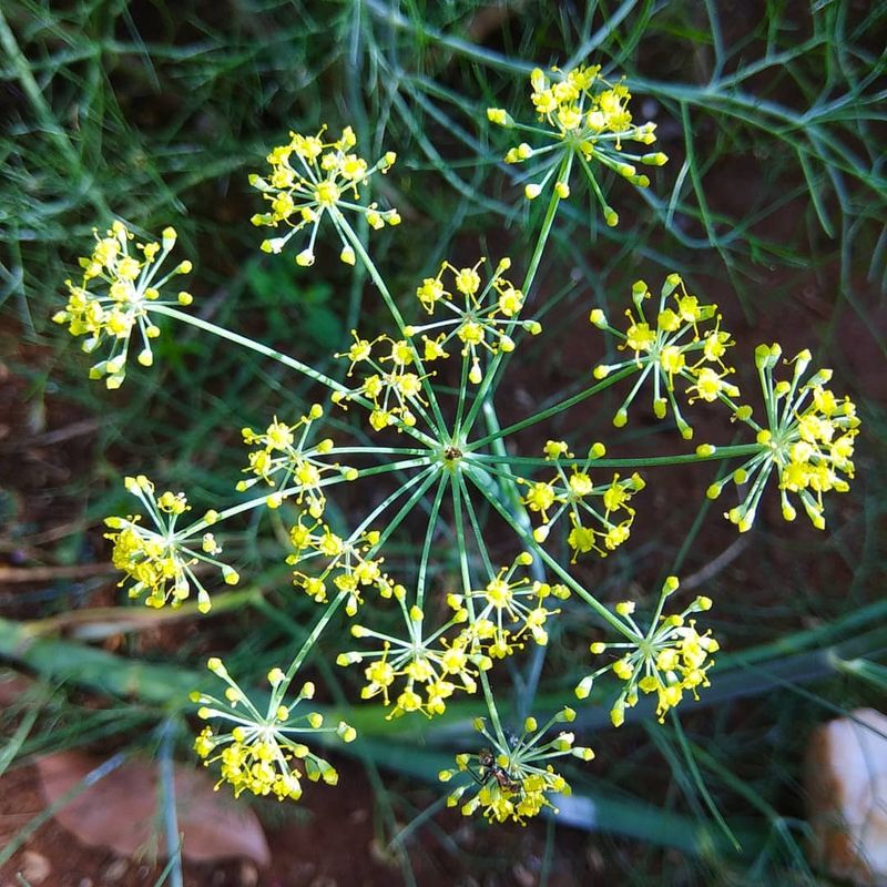 Fennel