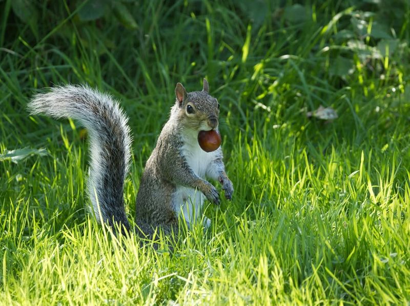 Wildlife Population Cycles Influence Acorn Production