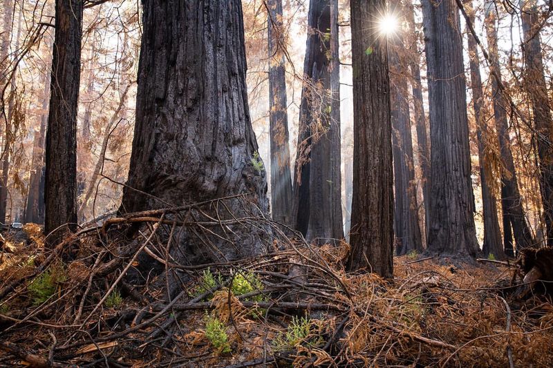 Fire-Damaged Trees In Wildfire Zones