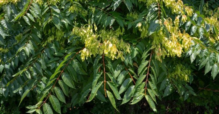 tree of haven invasive tree