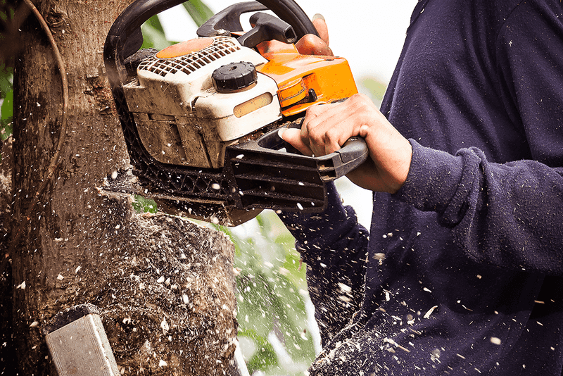 Trees Violating Homeowner Association Rules