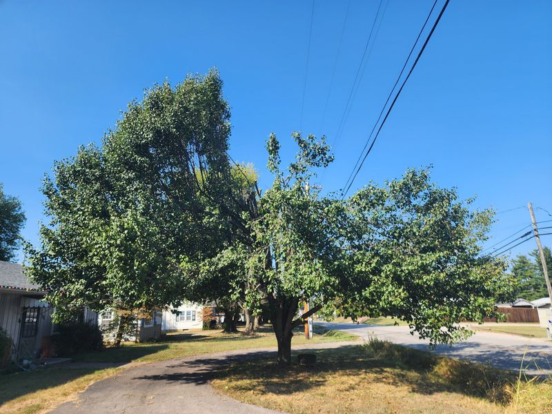 Trees Too Close To Power Lines