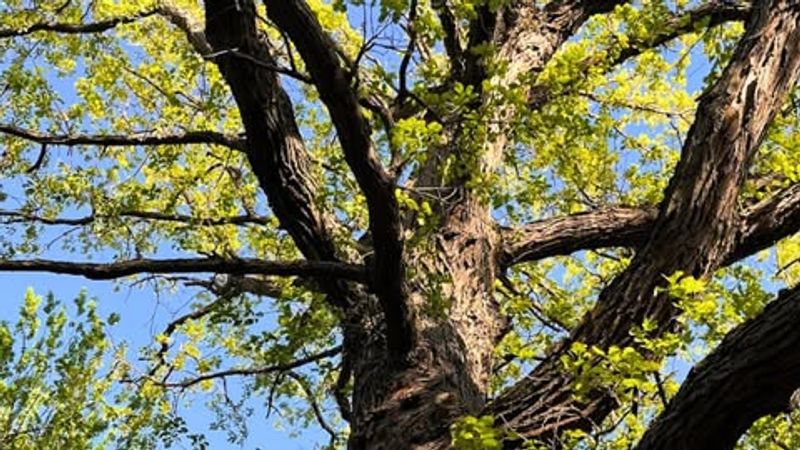 Climate Patterns Aligned With Oak Tree Biology