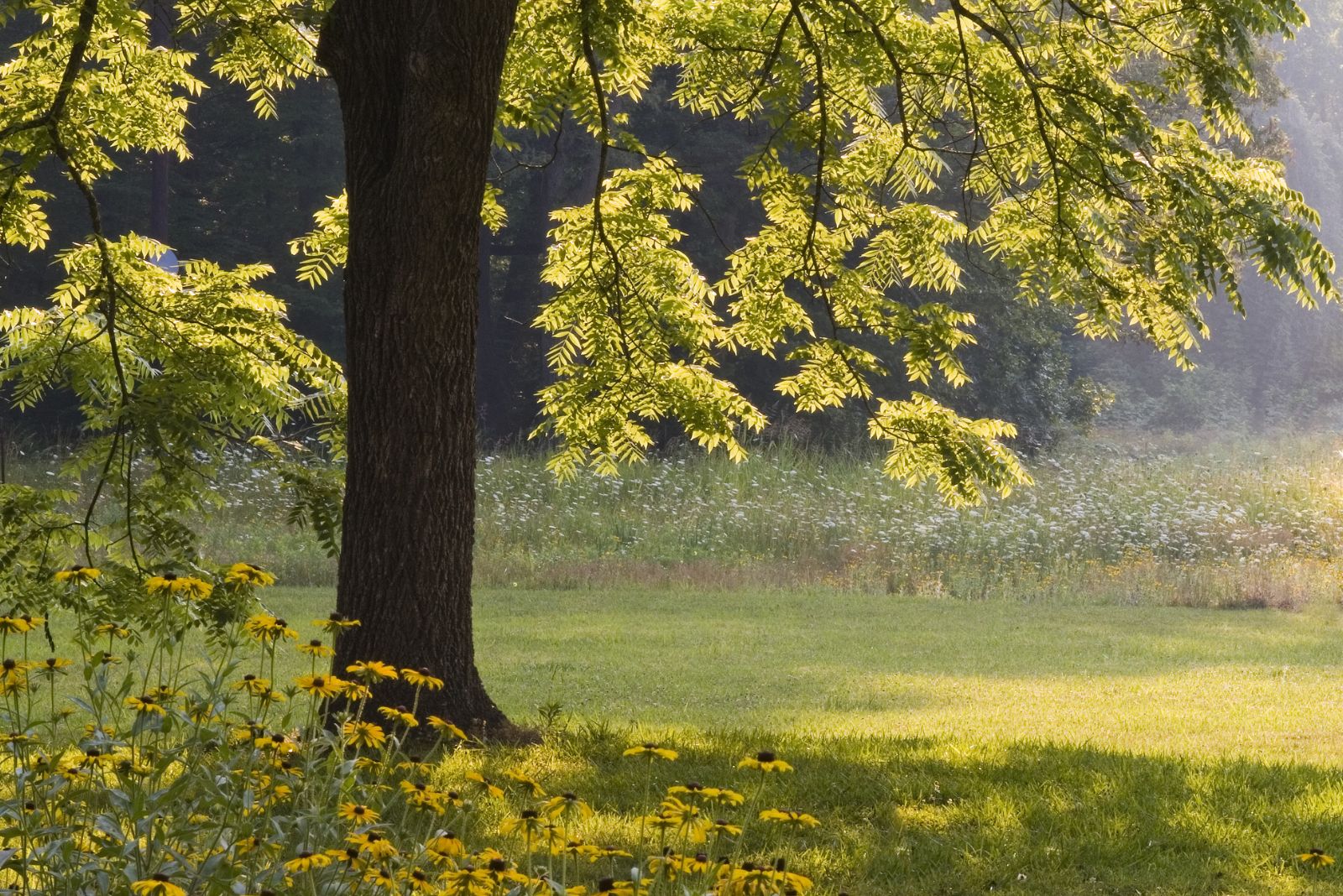 6 Trees That Come With Costly Fines If You Cut Them In Missouri