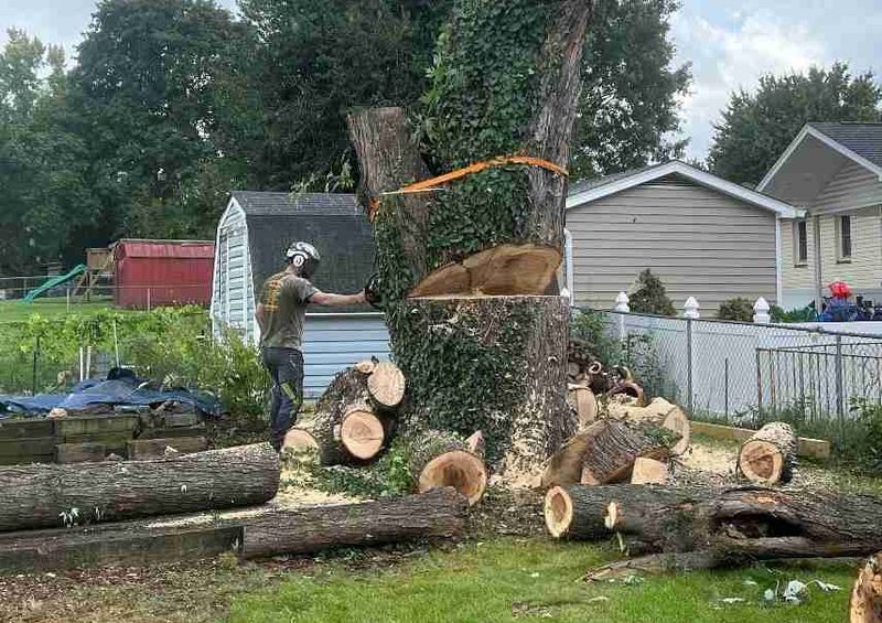 Diseased Trees Threatening Neighbors