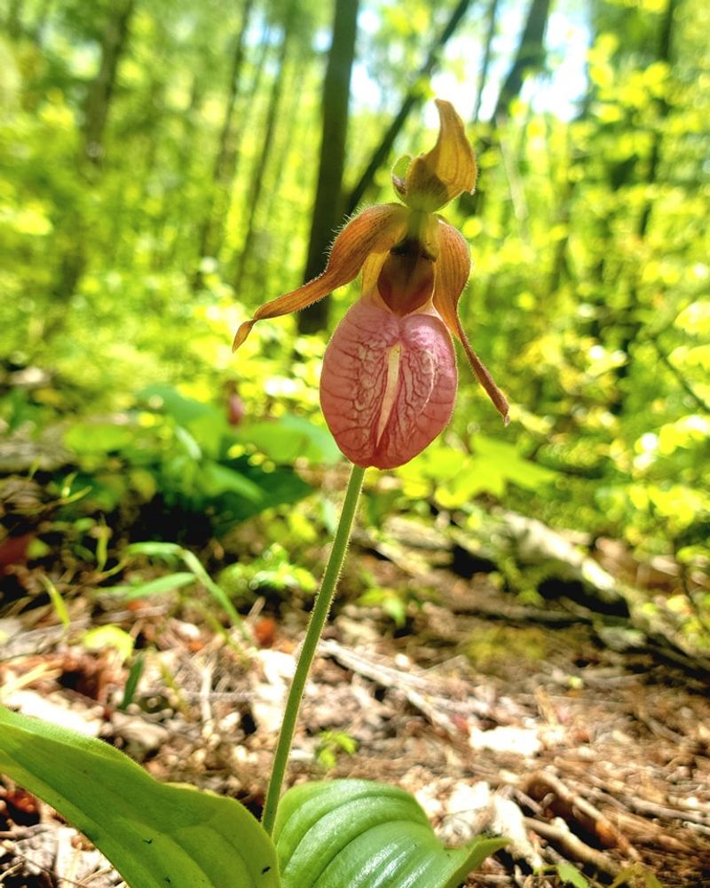 Pink Lady's Slipper Orchid