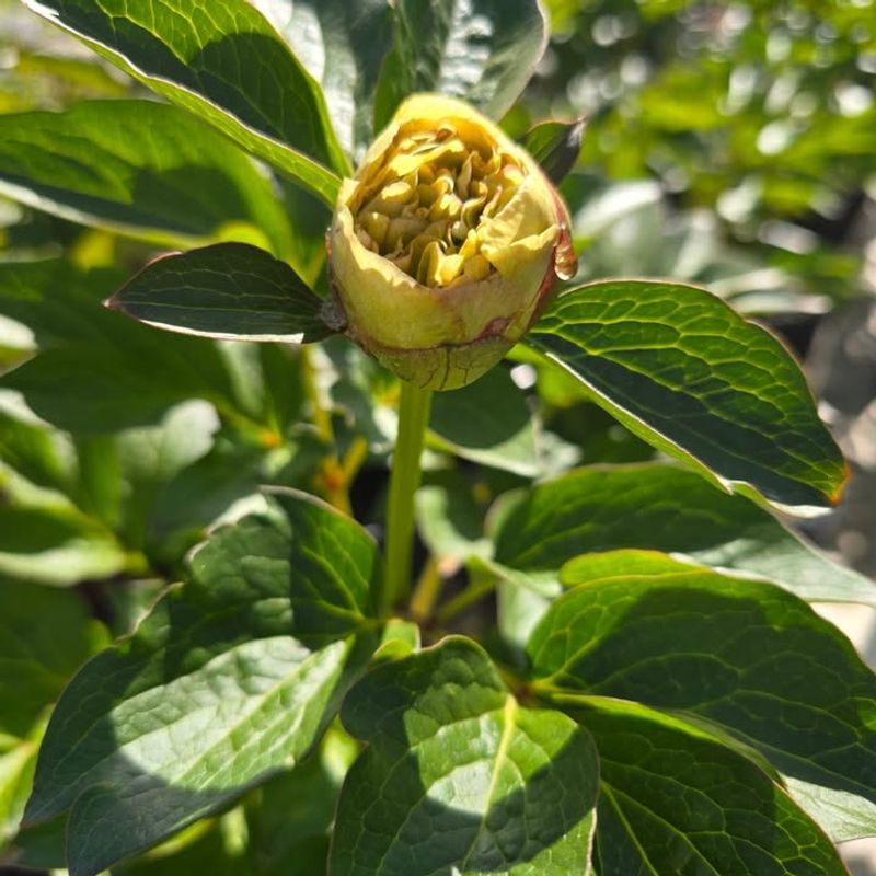 Feed With Balanced Fertilizer