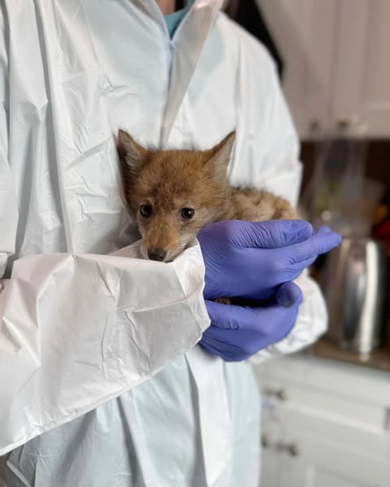 Contact Wildlife Control For Persistent Problems