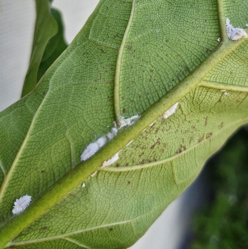 Check For Pests And Treat If Necessary