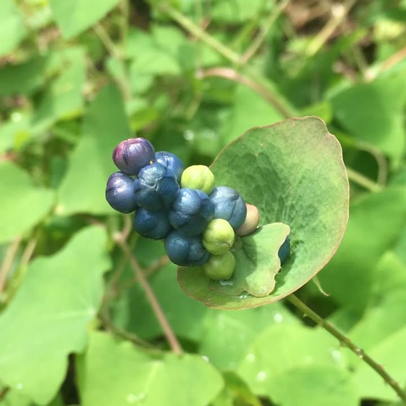 Mile-A-Minute Weed Lives Up To Its Name