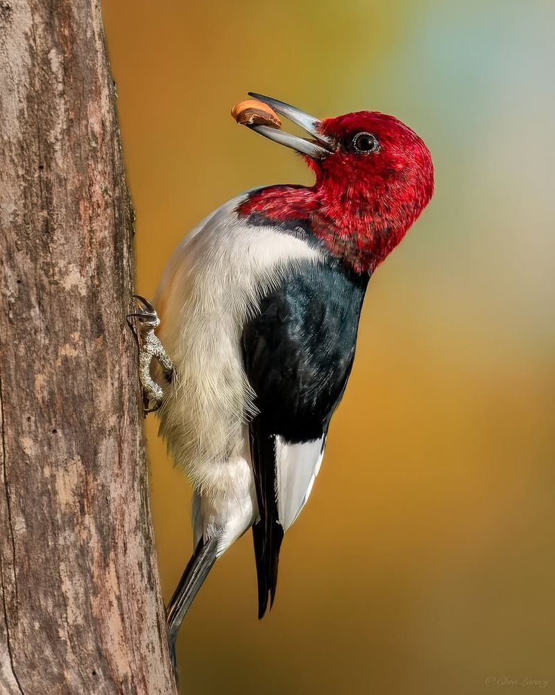 Red-headed Woodpecker