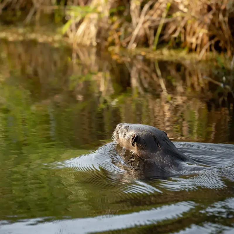 River Otter