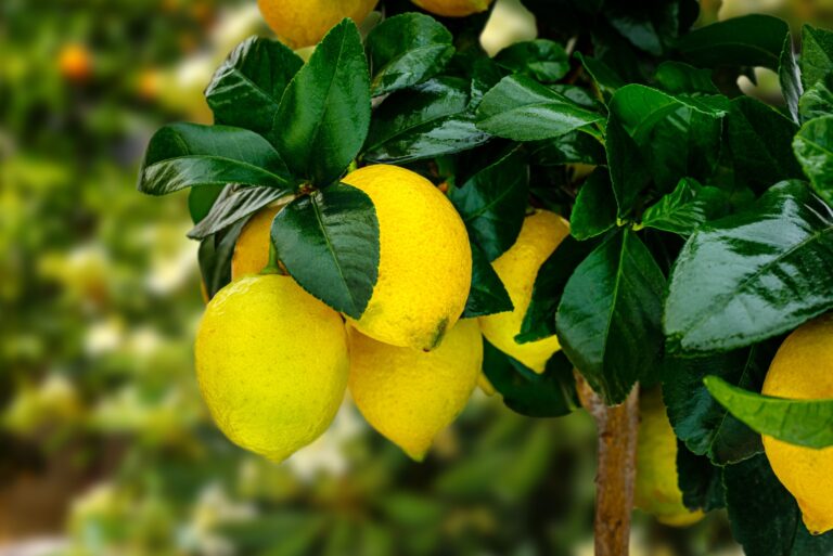 lemon tree
