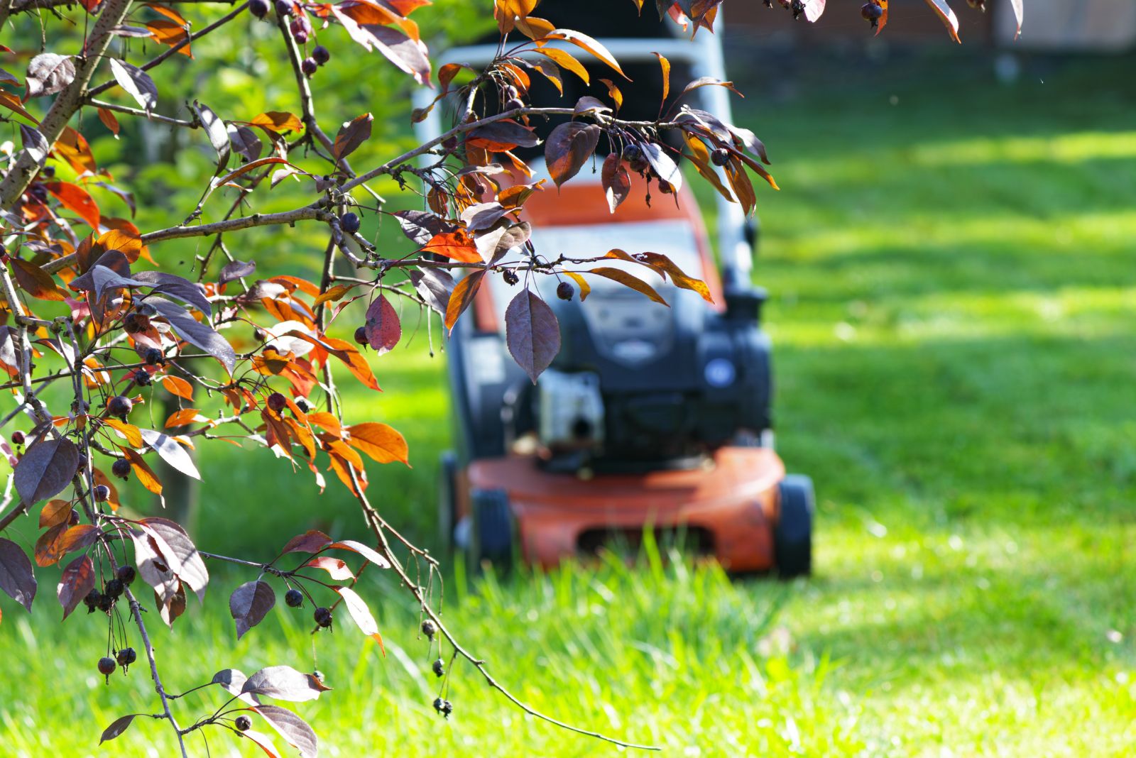 lawn mower in fall