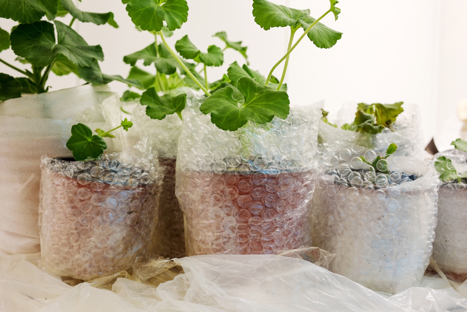 Try This Expert Approved Method To Keep Potted Plants Safe In Winter