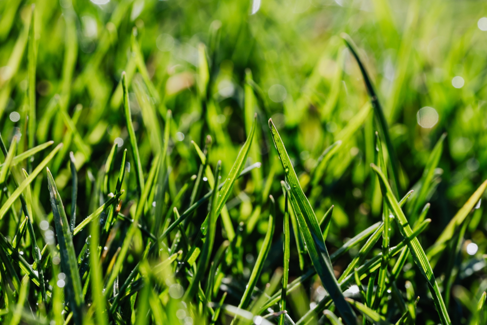 Try This Pre-Winter Mowing Move To Improve Your Lawn Next Spring In New Jersey