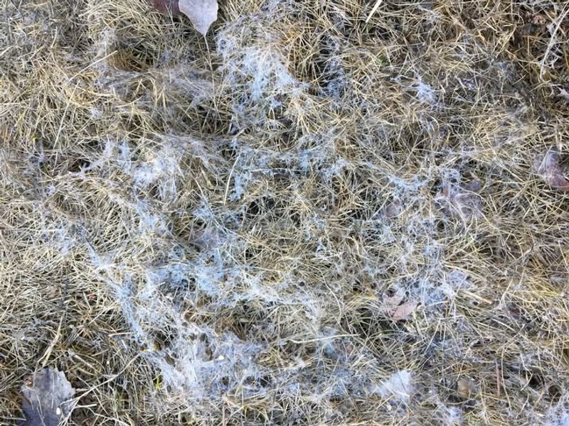 Prevents Snow Mold From Taking Over