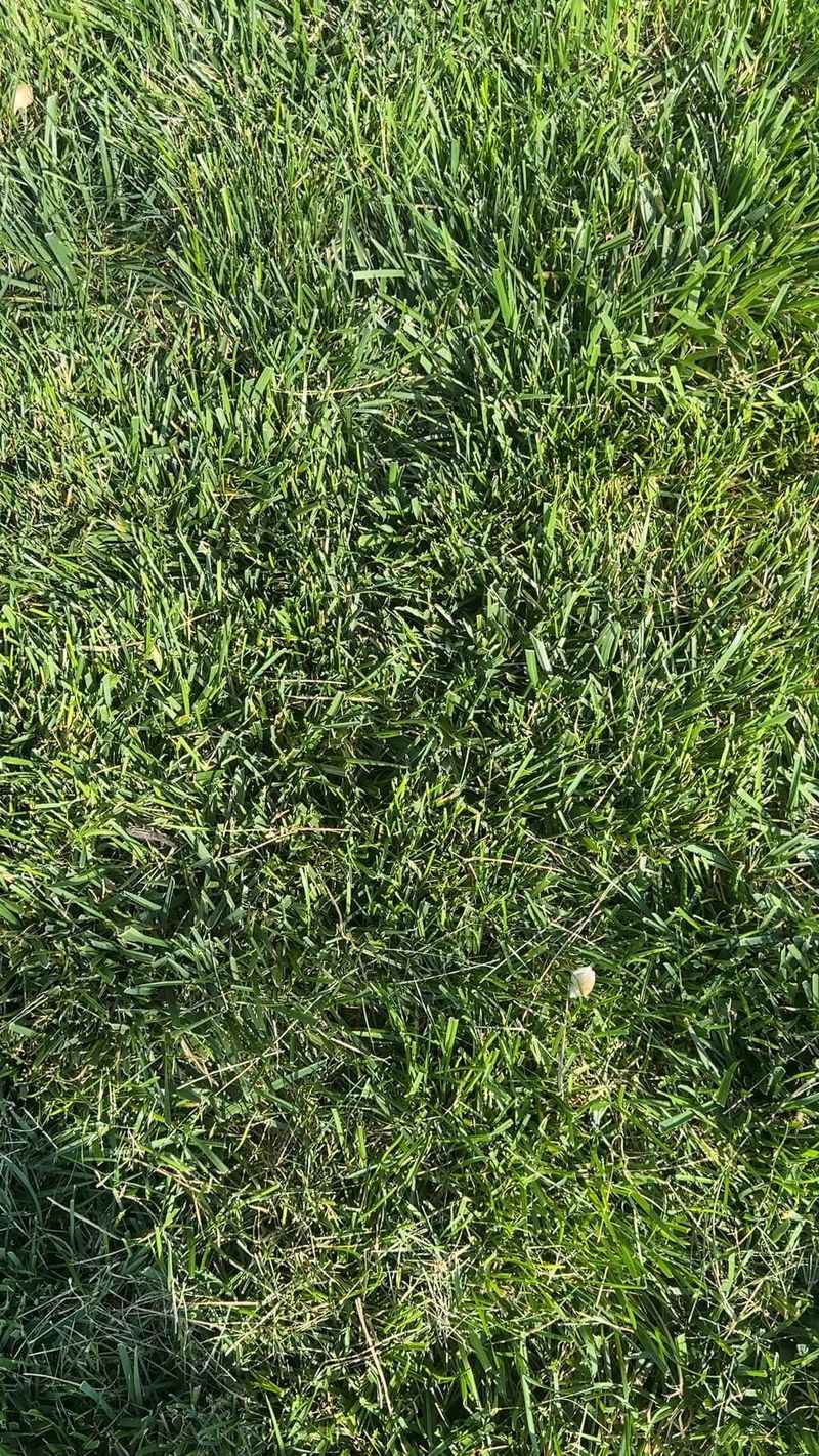 Better Sunlight Reaches Grass Roots