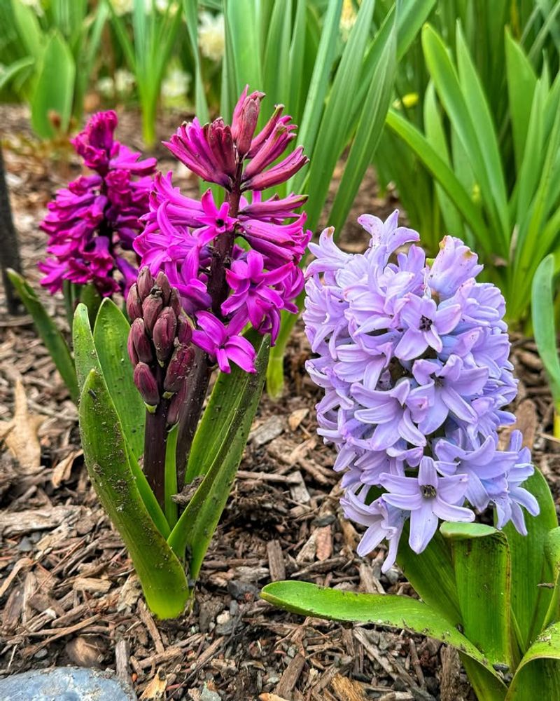 Hyacinths