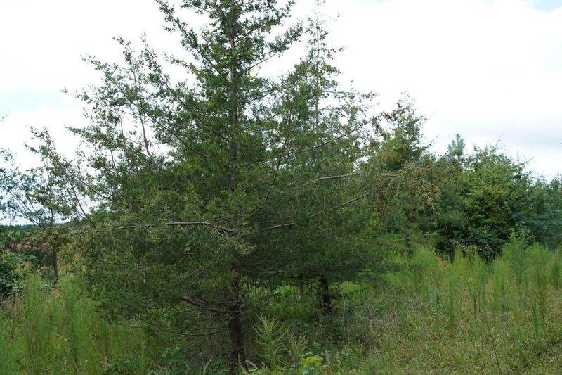 Atlantic White Cedar