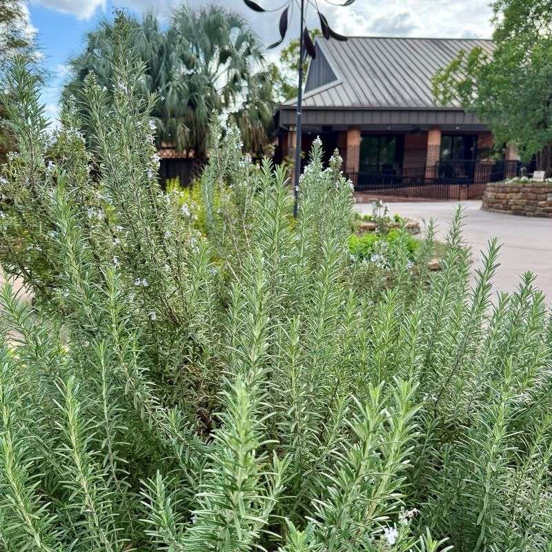 Dwarf Rosemary