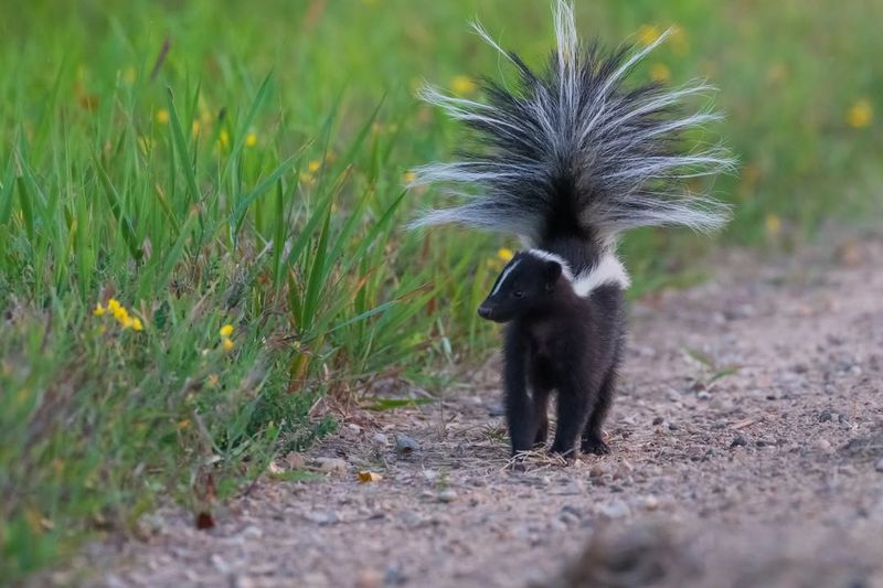Striped Skunk