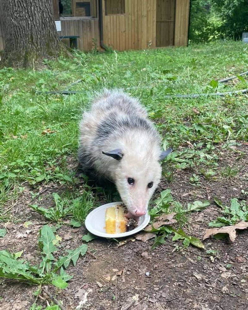 Remove Food Sources And Water Bowls