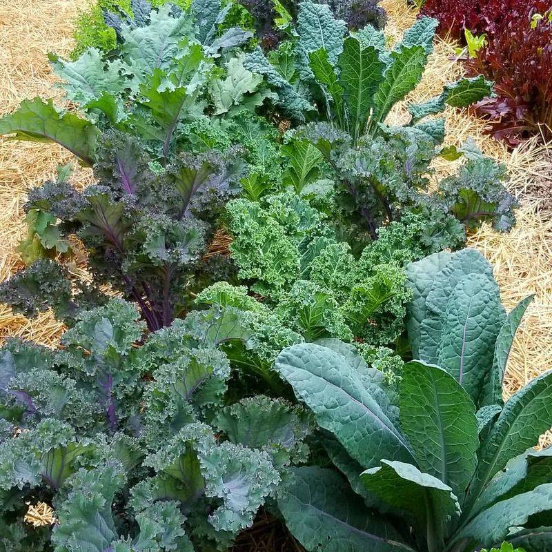 Kale Becomes More Tender After Frost