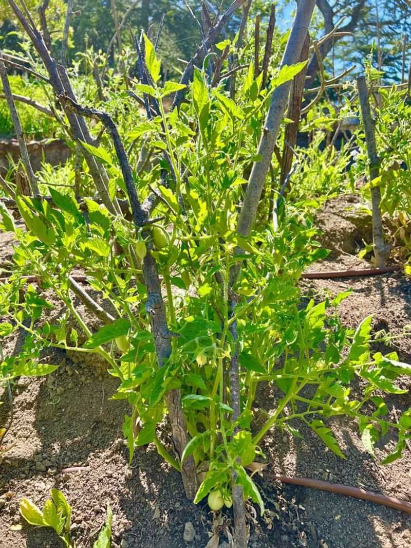 In Compacted Clay Soil Without Amendment