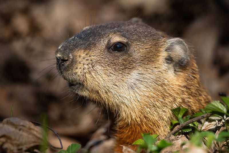 Wait It Out Since They Often Leave On Their Own