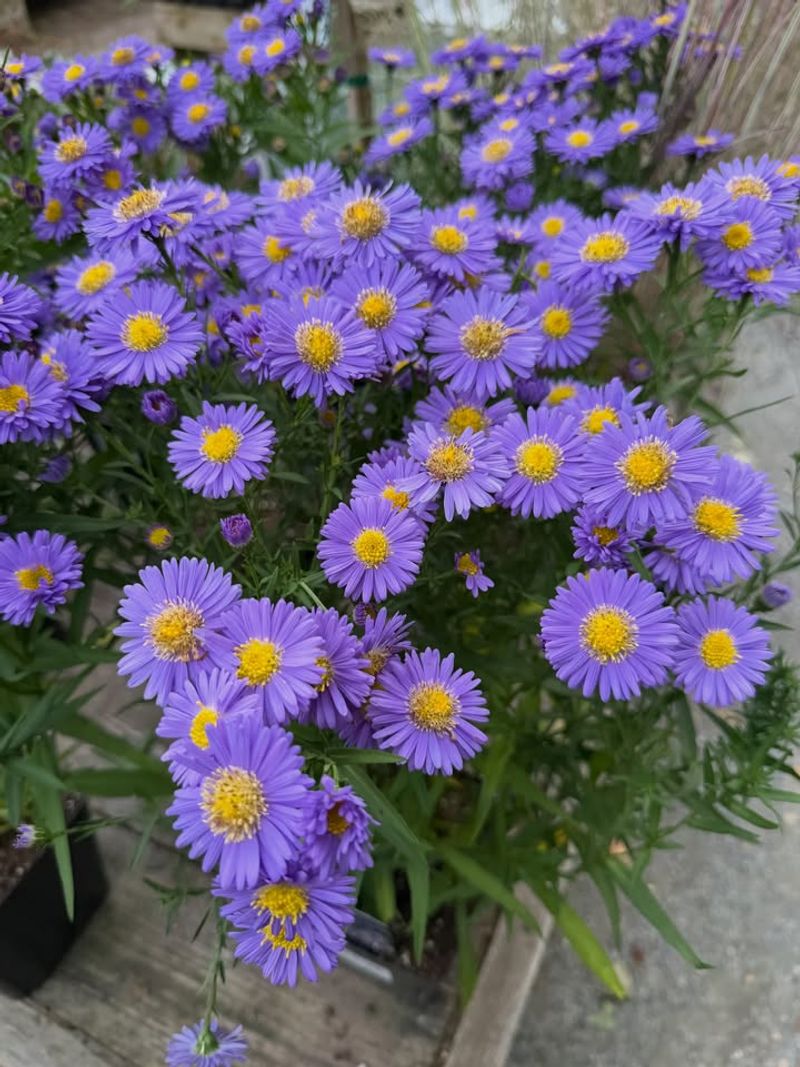 Water Deeply But Less Often