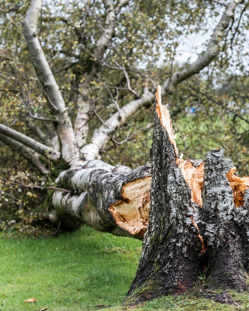 Proving Neighbor Negligence Is Key