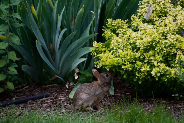 bunny nibbles on plants