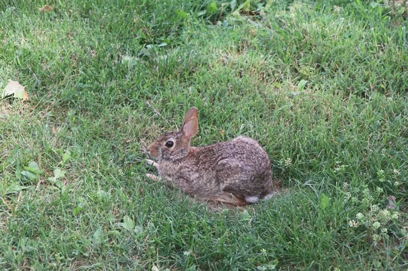 Natural Lawn Fertilizer That Actually Works