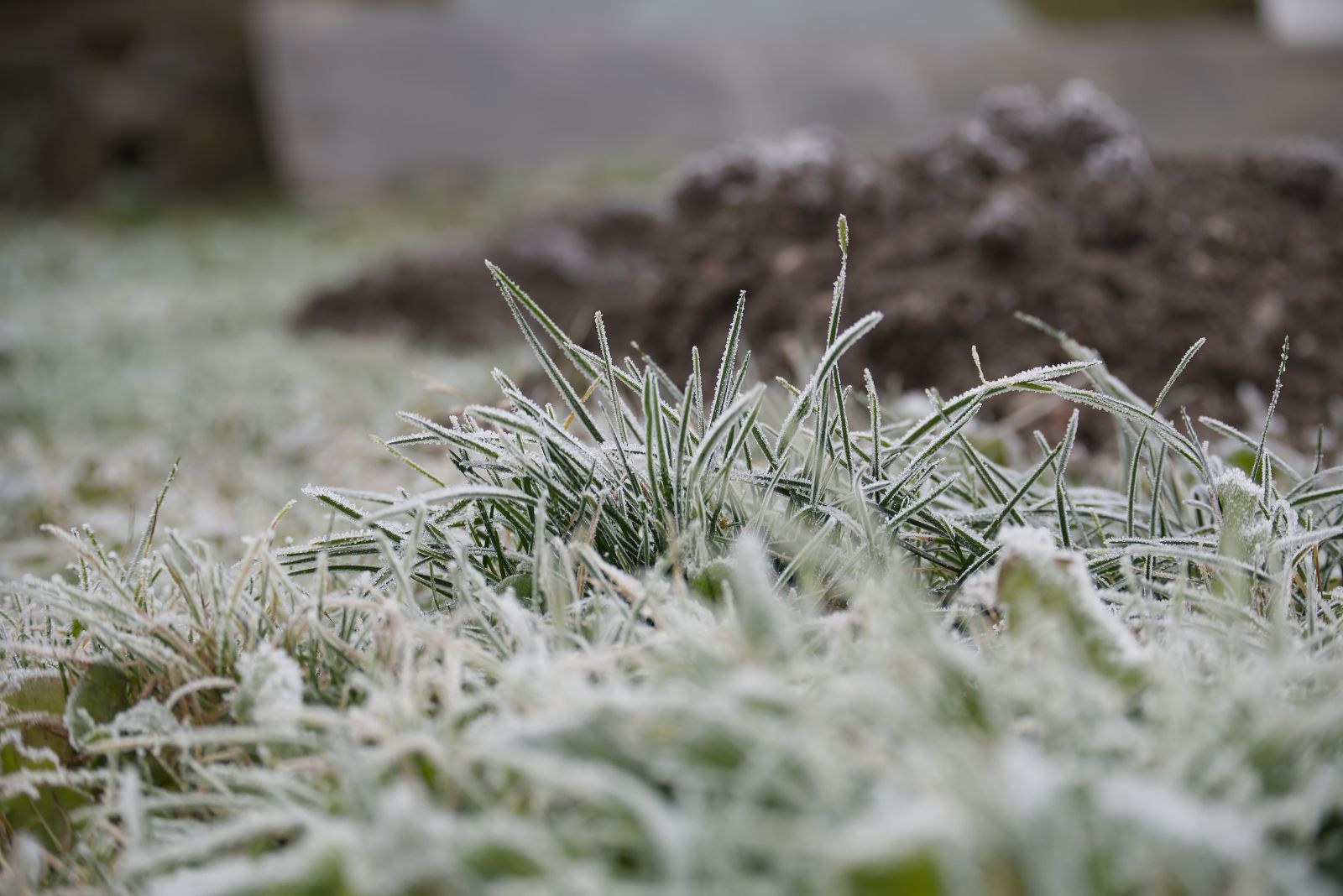 Unexpected Freeze Threatens Tennessee Yards, Here’s How To Prepare Your Plants Tonight