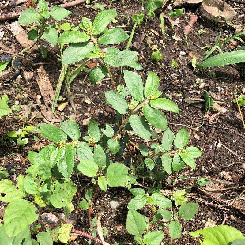 How Traditional Healers Turned To Euphorbia Hirta For Relief